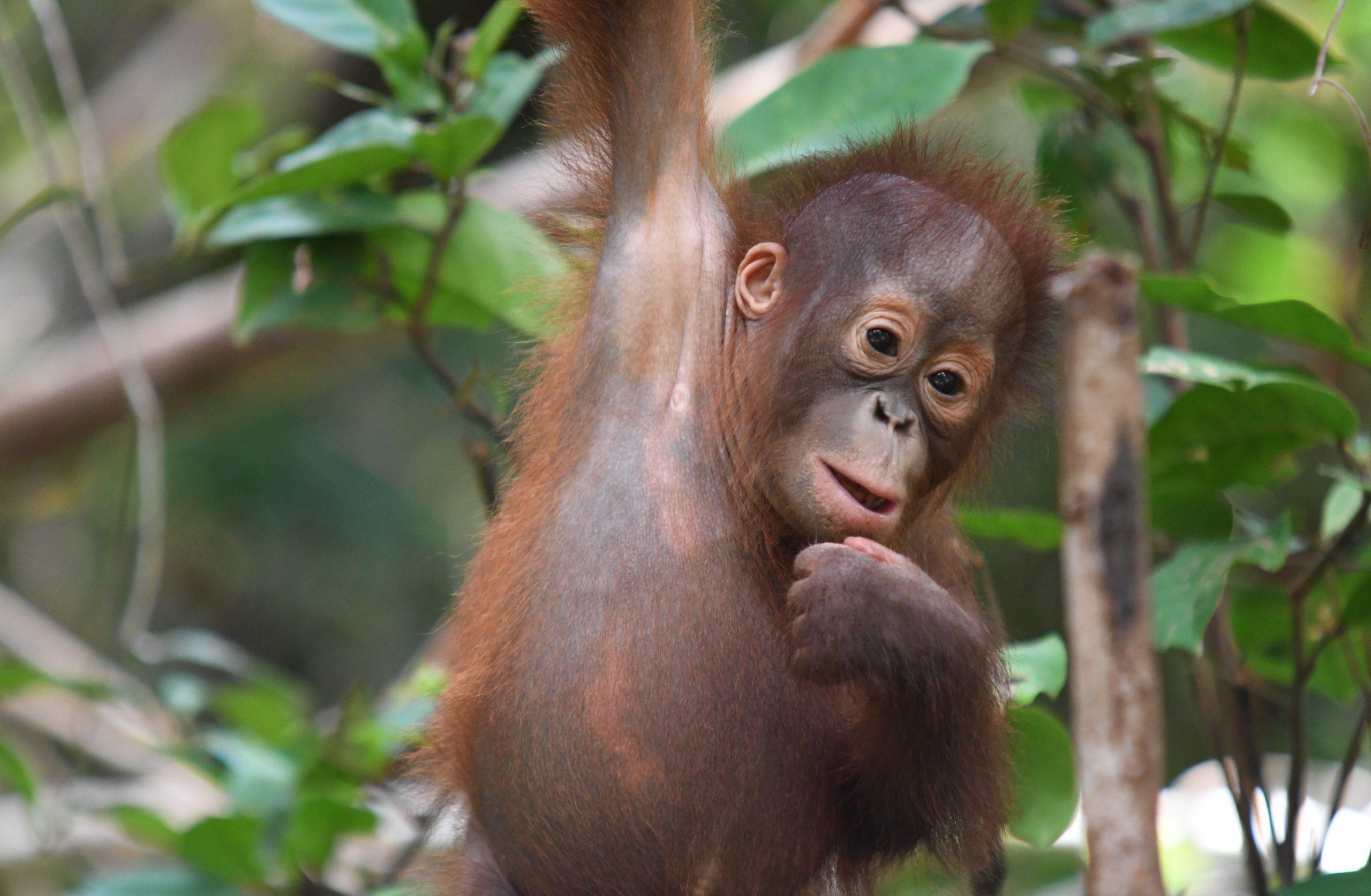 Hello, Avo! Avoskin's Fourth Orangutan x BOS Sustainibility Movement